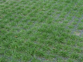 Valdempende rubber Grastegel