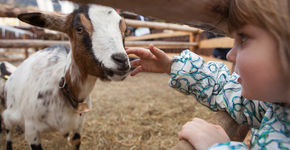Kinderboerderijen sparen voor speeltoestellen