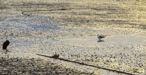 Marker Wadden: broedplek, voedselbron en natuurspeelplaats