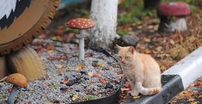 Kattenpoep in Gelderse speeltuin blijkt hardnekkiger dan gedacht
