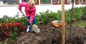 Fruitbomen op Flevolandse schoolpleinen